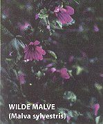 Wilde Malve