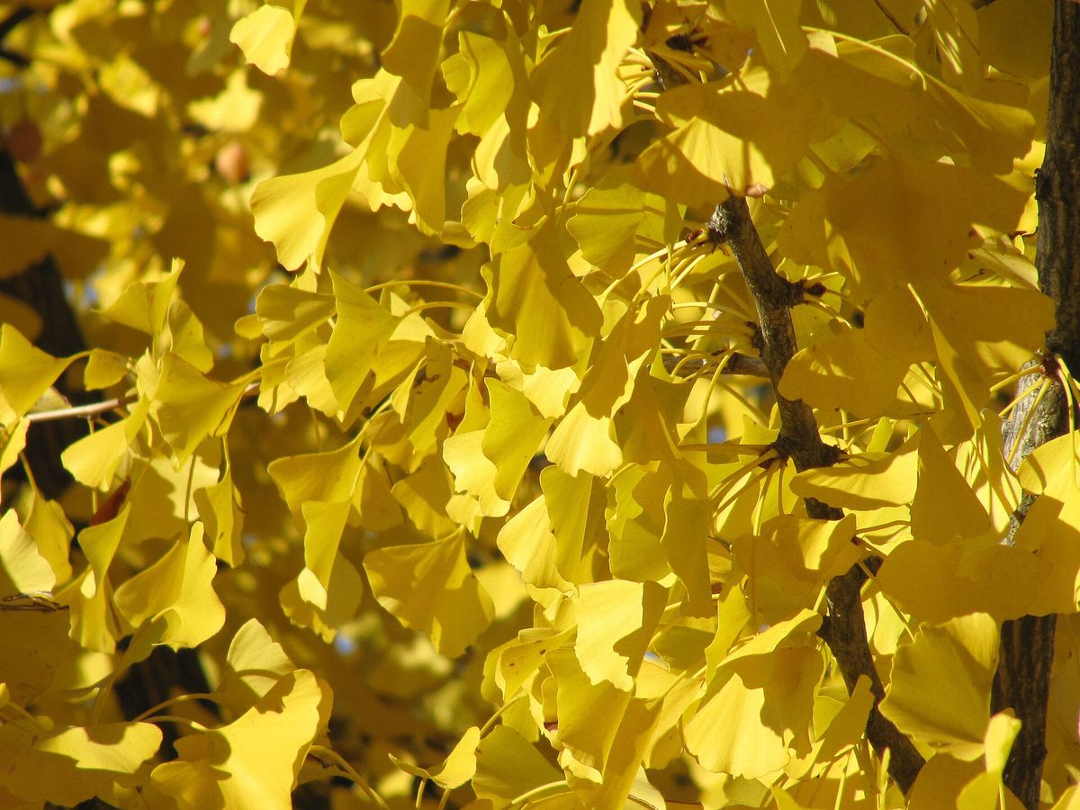 Leuchtend gelbe fächerförmige Ginkgoblätter im Herbstlicht