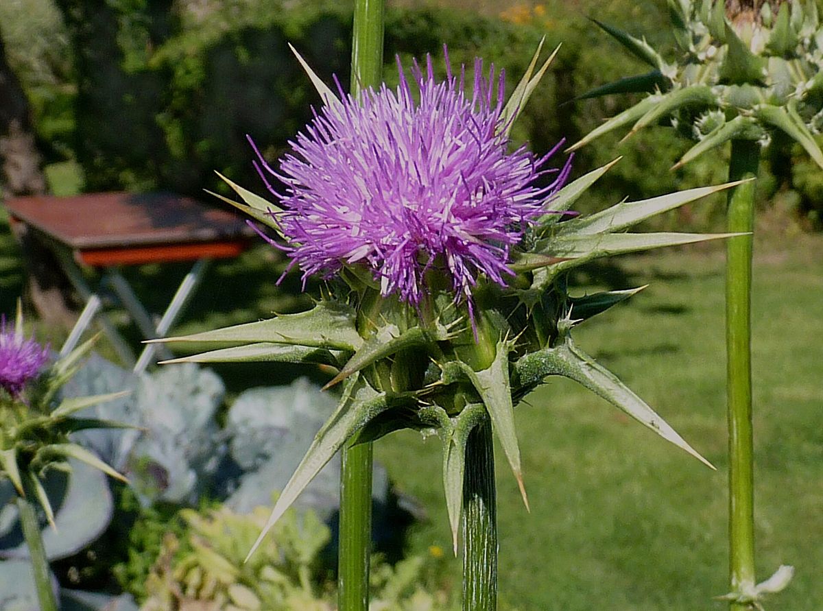 Violette Blüte einer Mariendistel mit stacheligen, weiß geaderten Blättern