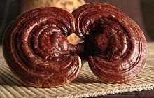 2012-04-Reishi2