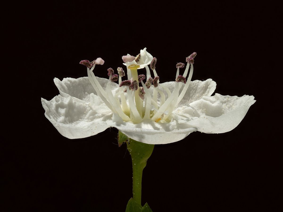 Weiße Blüte des Eingriffeligen Weißdorns mit roten Staubbeuteln vor dunklem Hintergrund
