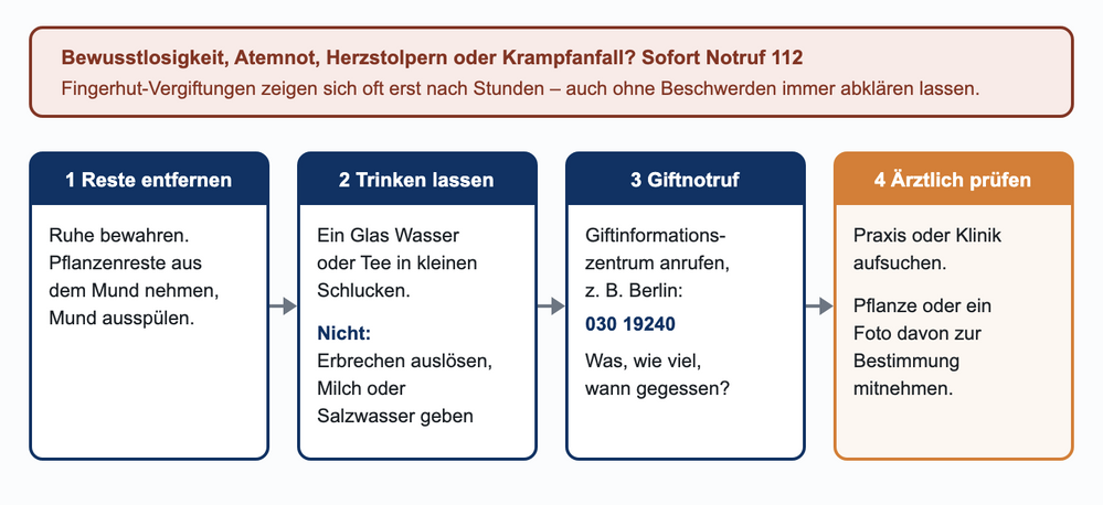 Erste Hilfe bei Verdacht auf Fingerhut-Vergiftung in vier Schritten: Pflanzenreste aus dem Mund entfernen, Wasser oder Tee trinken lassen ohne Erbrechen auszulösen, Giftinformationszentrum anrufen, ärztlich untersuchen lassen und Pflanze mitnehmen; bei Bewusstlosigkeit oder Atemnot Notruf 112