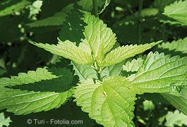 © Turi - Fotolia.com