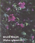 Wilde Malve