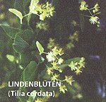 Lindenblüten