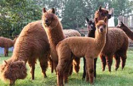 2012-03-Alpacas2