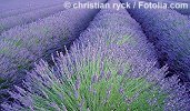 © christian rycx - Fotolia.com