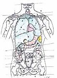 2010-04-Physio2