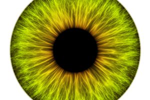 Augenentwicklung und Augenformen der Menschen und der Tiere mit drei Beispielen der Augendiagnostik