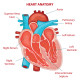 heart-frontal-section